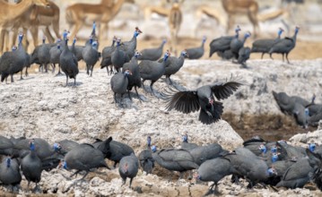 Helmeted guinea fowl (Numida meleagris), flock at the waterhole, Nxai Pan National Park, Botswana