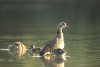 Egyptian goose (Alopochen aegyptiaca) adult bird with young in the water in a gravel pit, Allgäu,