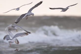 Herring gulls (Larus argentatus) in flight over the surf fighting over a captured starfish, Hvide