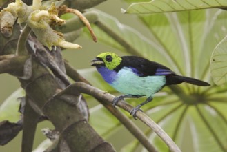 Paradise Tanager (Tangara chilensis), Ecuador