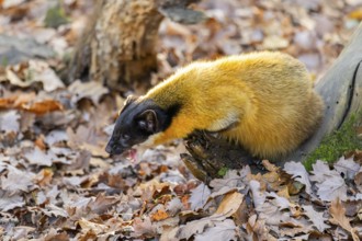 Yellow-throated marten (Martes flavigula) on an old wood, Germany