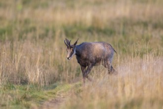 Chamois (Rupicapra rupicapra) on a meadow in the Vosges Mountains, wildlife, France