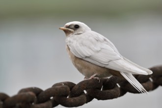A speciality... Barn swallow (Hirundo rustica) with white plumage, genetic defect that completely