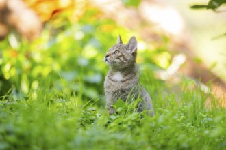European wildcat (Felis silvestris silvestris) on a meadow, Hesse, Germany