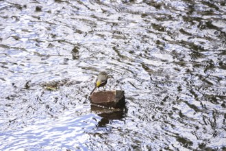 Grey wagtail, Bavaria, May, Germany