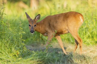 Roe deer (Capreolus capreolus) standing on a meadow, Hesse, Germany