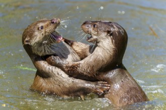 Two otters playfully hugging in the water, European otter (Lutra lutra) Germany