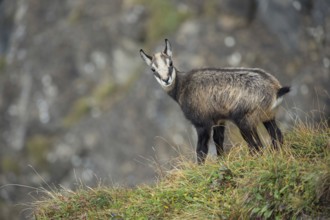 On the precipice... Chamois (Rupicapra rupicapra), young chamois, young fawn, chamois fawn standing