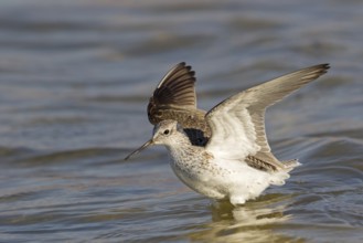Teichwasserläufer, Marsh Sandpiper, Tringa stagnatilis, Chevalier stagnatile, Archibebe Fino