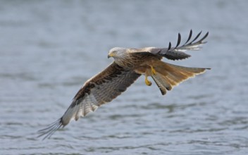 Rotmilan, lat. Milvus milvus, Altvogel im Flug niedrig über der Wasseroberfläche