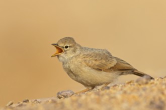 Steinlerche, Desert Lark, Ammomanes deserti, Ammomane isabelline, Terrera Sahariana