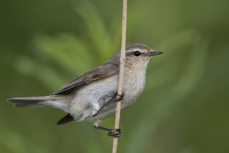 Siberian Chiffchaff - Taigazilpzalp - Phylloscopus tristis, Russia (Ural)