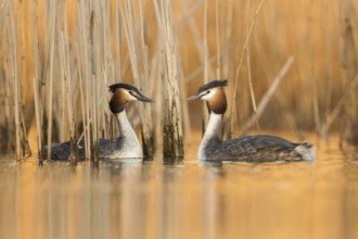 Great Crested Grebe (Podiceps cristatus) pair displaying, North Rhine-Westphalia, Germany