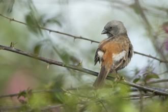 Swainson's Sparrow (Passer swainsonii) perched on a branch, Kafa, Ethiopia