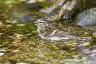 Common Redpoll (Acanthis flammea) juvenile bathing in stream, Mecklenburg-Western, Pomerania,