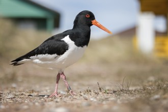 Eurasian Oystercatcher (Haematopus ostralegus), Schleswig-Holstein, Germany