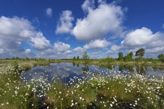 Tussock cottongrass (Eriophorum vaginatum) flowering in bog, Goldenstedter Moor, Lower Saxony,
