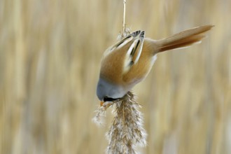 Bearded Reedling (Panurus biarmicus) male feeding on reed, Mecklenburg-Western, Pomerania, Germany