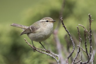 Humes Leaf Warbler - Tienschan-Laubsänger - Phyllsocopus humei ssp. humei, Kyrgyzstan