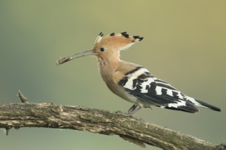 Eurasian Hoopoe (Upupa epops) perched on a branch with incect in its beak, Serbia