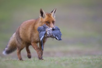 Red Fox (Vulpes vulpes) adult feeds on Common Wood Pigeon (Columba palumbus), Netherlands
