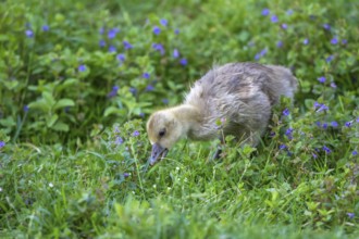 Greylag Goose (Anser anser) chick foraging, Mecklenburg-Western Pomerania, Germany