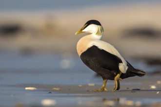 Common Eider (Somateria mollissima) male, Schleswig-Holstein, Germany