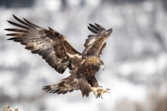 Golden Eagle (Aquila chrysaetos) flying, Madrid, Spain