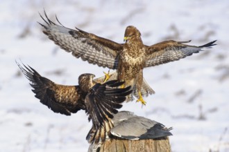 Common Buzzard (Buteo buteo), Mecklenburg-Western Pomerania, Germany