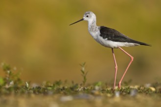 Black-winged Stilt (Himantopus himantopus) female foraging, North Rhine-Westphalia, Germany