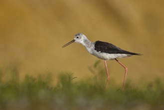Black-winged Stilt (Himantopus himantopus) female foraging, North Rhine-Westphalia, Germany