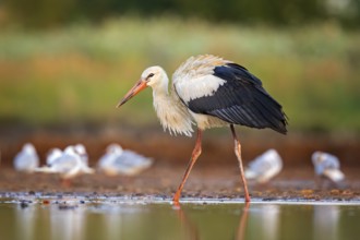 White Stork (Ciconia ciconia) foraging in shallow water, Saxony-Anhalt, Germany