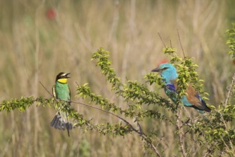 European Bee-eater & European Roller (Merops apiaster & Coracias garrulus), Bulgaria