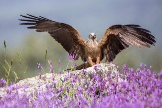 Black Kite (Milvus migrans) landing, Madrid, Spain