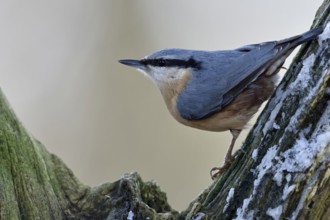 Eurasian Nuthatch (Sitta europaea), North Rhine-Westphalia, Germany
