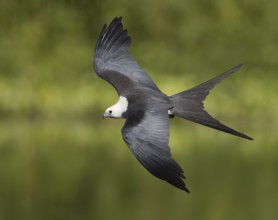 Swallow-tailed Kite (Elanoides forficatus) flying, Florida, USA