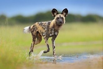 Wildlife from Zambia, Mana Pools. African wild dog, walking in the water on the road. Hunting