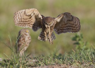 Burrowing Owl (Athene cunicularia) flying with prey in its beak, Florida, USA