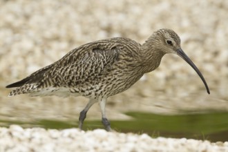 Eurasian Curlew (Numenius arquata), Norfolk, United Kingdom