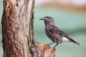 Spotted Nutcracker (Nucifraga caryocatactes), Carinthia, Austria