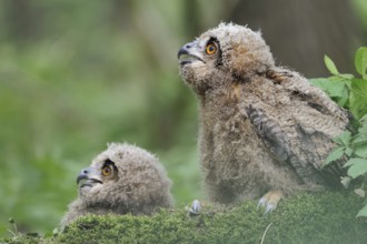 Eurasian Eagle-Owl (Bubo bubo) juveniles, North Rhine-Westphalia, Germany