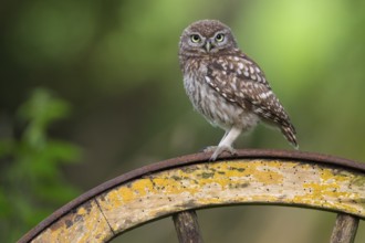 Little Owl (Athene noctua) perched on an old wagon wheel, Lower Saxony, Germany