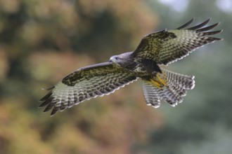 Common Buzzard (Buteo buteo) flying, Lower Saxony, Germany