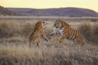 Bengal Tiger (Panthera tigris) two females fighting, captive, Philippolis, South Africa