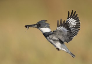 Belted Kingfisher (Megaceryle alcyon) male flying with fish prey in its beak, Florida, USA