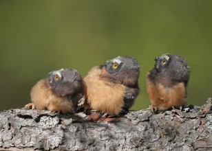 Northern Saw-whet Owl (Aegolius acadicus) juvenile, Saskatchewan, Canada