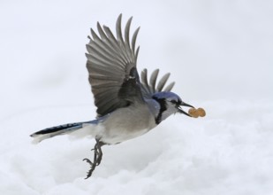 Blue Jay (Cyanocitta cristata), Saskatchewan, Canada