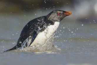 Rockhopper Penguin (Eudyptes chrysocome) emerging from the ocean in the Falkland Islands