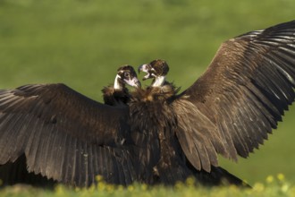 Cinereous Vulture (Aegypius monachus), Castile-La Mancha, Spain
