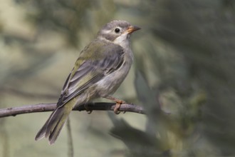 Brown-headed Honeyeater (Melithreptus brevirostris) juvenile, Australian Capital Territory,